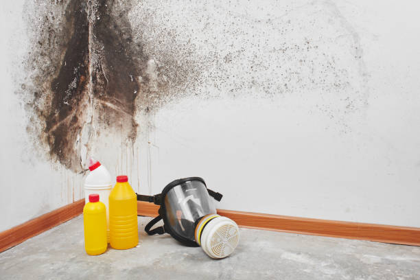 Best Commercial Mold Removal  in Clifton, CO