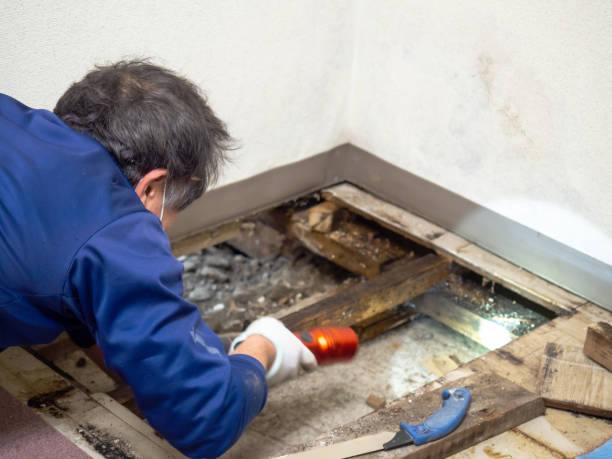 Best Mold Damage Repair  in Clifton, CO