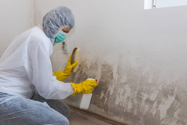 Mold Testing and Removal in Clifton, CO