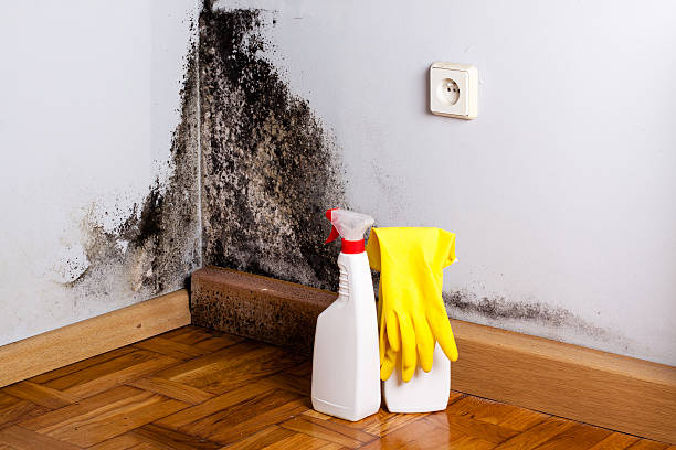 Best Local Mold Removal Service  in Clifton, CO