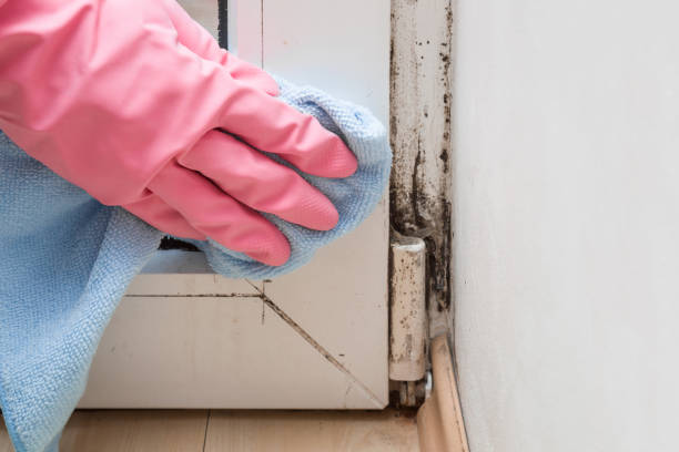 Best Attic Mold Removal  in Clifton, CO