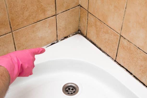Best Commercial Mold Removal  in Clifton, CO